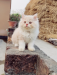 Pure Persian cat